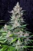 cannabis-cheesequake3-d62-2356.jpg