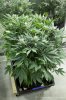 cannabis-cheesequake5-d30-0166.jpg