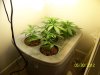 Next Grow I 007.jpg