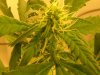 box buildend week 2 og kush029.jpg