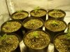 first grow 055.jpg