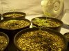 first grow 056.jpg