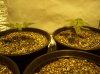 first grow 058.jpg