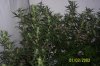 Flowering 5th Week 029.jpg