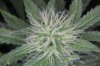 GrapeUltra_shortpheno_day49_topcloseup.jpg