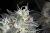 GrapeUltra_tallpheno_Day59_closeup.jpg