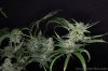 GrapeUltra_tallpheno_Day59_supercrop.jpg