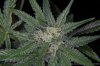 GrapeUltra_tallpheno_Day59_top.jpg