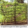 espalier fruit tree.jpg