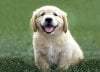 golden-retriever-puppies.jpg