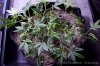 cannabis-timewreck5-v28-2752.jpg