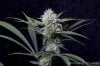 cannabis-spacejill5-d28-2869.jpg