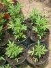 Diesel Ryder Mothers - 2.5 Gallon Pots - Left Side.jpg