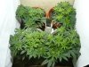 GrowDiary_Day41V_01.jpg