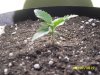 my sugar mango plant 003 DAY 7.jpg