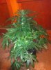 bubba 29 days in flowering full.jpg