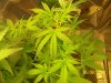 A Grow (Sandra's) 016.jpg