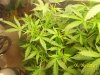 A Grow (Sandra's) 015.jpg