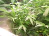 A Grow (Sandra's) 010.jpg