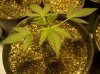 first grow 069.jpg