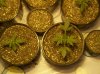 first grow 061.jpg