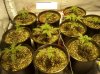 first grow 073.jpg