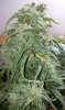 thegrow0094.jpg