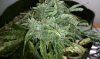 thegrow0095.jpg