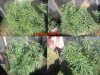 Outdoor Grow Progress16.jpg