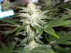 G13-haze start swell.jpg