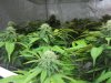 Strawberry Cough 6-5-2012 001.jpg