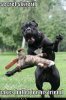 funny-dog-pictures-secret-service-squirrel-takes-bullet.jpg