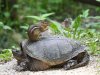 squirrel-on-turtle.jpg