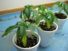 Yellow Seedlings 001.jpg