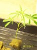 Next Grow M 004.jpg