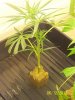 Next Grow M 002.jpg