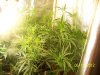 Next Grow M 006.jpg