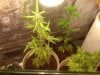 BlackberryKush-Day36.jpg