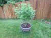 June 18, 2012 Afghan and Strawberry cough 005.jpg