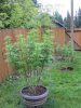 June 18, 2012 Afghan and Strawberry cough 012.jpg