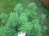 June 18, 2012 Afghan and Strawberry cough 017.jpg