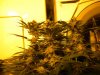 6-19-12LSD and G13haze 19 day's left 001.jpg