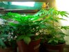 My stage1 veg room(up 2 5weeks old) (2).jpg