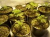 first grow 084.jpg