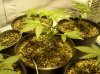 first grow 082.jpg