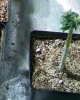 new seedlings 003.jpg