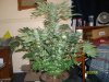 WW Day 63 - Day 42 Of Flowering.jpg