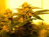 6-19-12LSD and G13haze 19 day's left 004.jpg