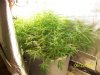 Next Grow N 010.jpg