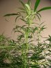 Next Grow N 004.jpg